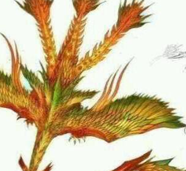 灭蒙鸟是什么鸟?灭蒙鸟吞噬山海经要害位子