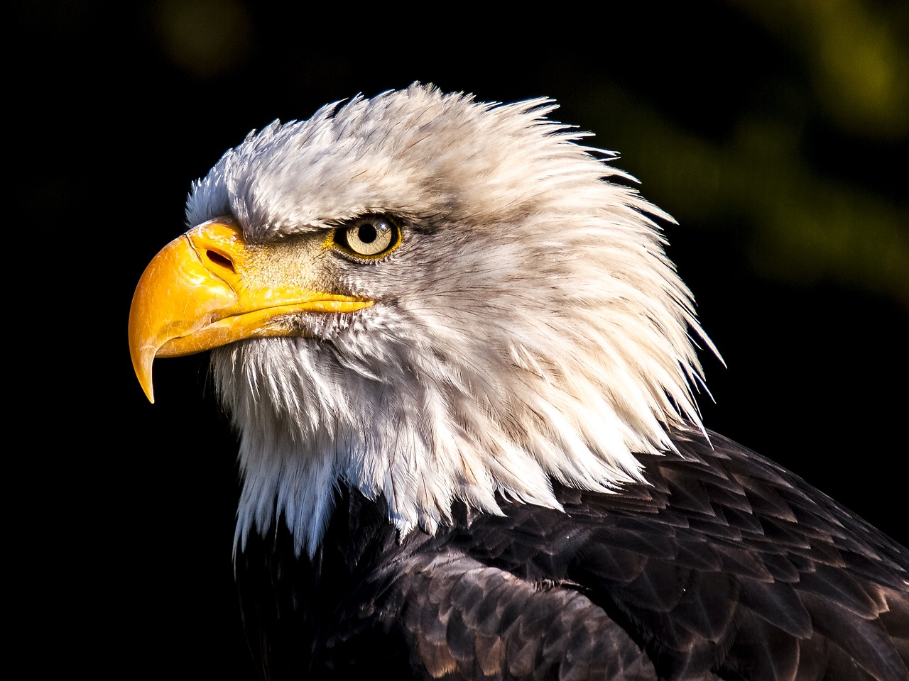 adler-2386314_1280.jpg
