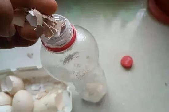 花盆里放鸡蛋壳有什么作用(图2)