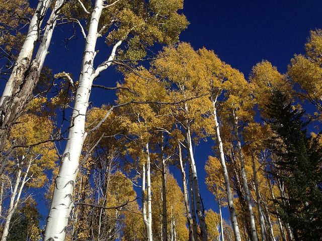 aspen-trees-423894_640.jpg