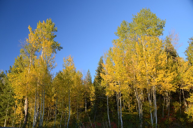 aspen-63524_640.jpg