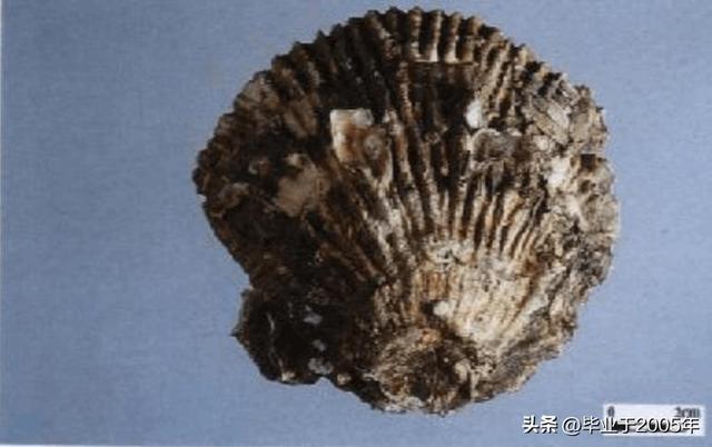 生蚝和海蛎子的区别图 明明白白说一说生蚝和海蛎子之间究竟是个什么关系(11)