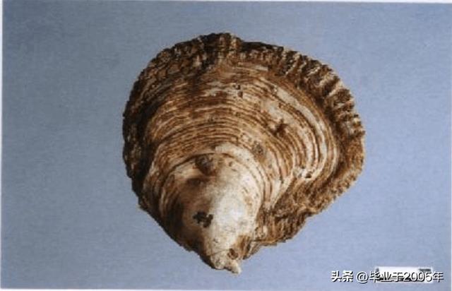 生蚝和海蛎子的区别图 明明白白说一说生蚝和海蛎子之间究竟是个什么关系(10)