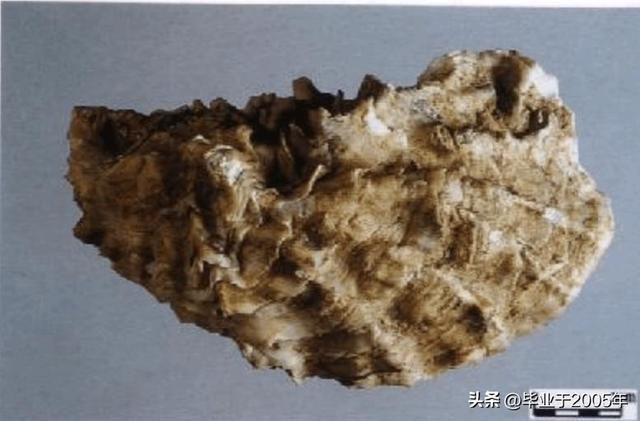 生蚝和海蛎子的区别图 明明白白说一说生蚝和海蛎子之间究竟是个什么关系(9)