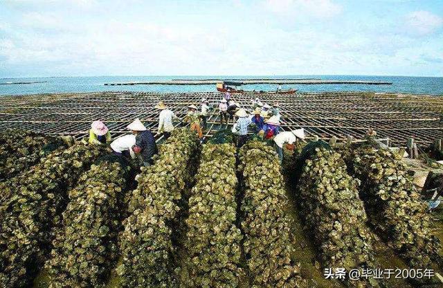 生蚝和海蛎子的区别图 明明白白说一说生蚝和海蛎子之间究竟是个什么关系(14)