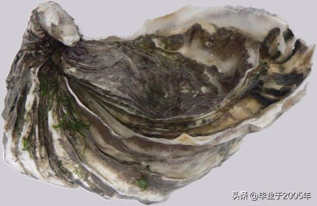生蚝和海蛎子的区别图 明明白白说一说生蚝和海蛎子之间究竟是个什么关系(6)