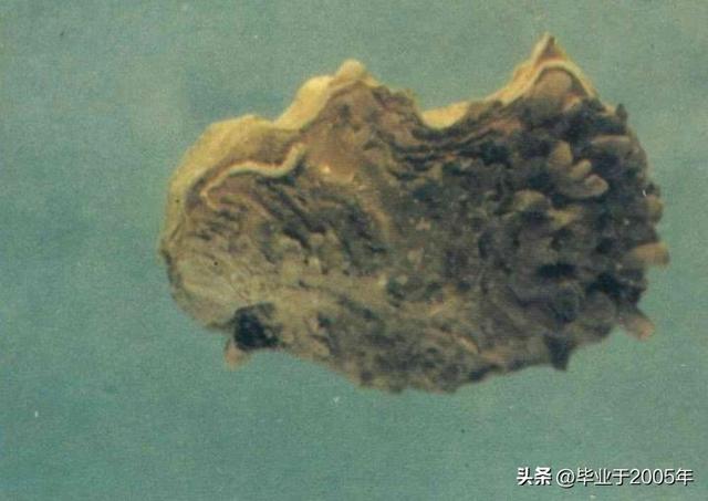 生蚝和海蛎子的区别图 明明白白说一说生蚝和海蛎子之间究竟是个什么关系(5)