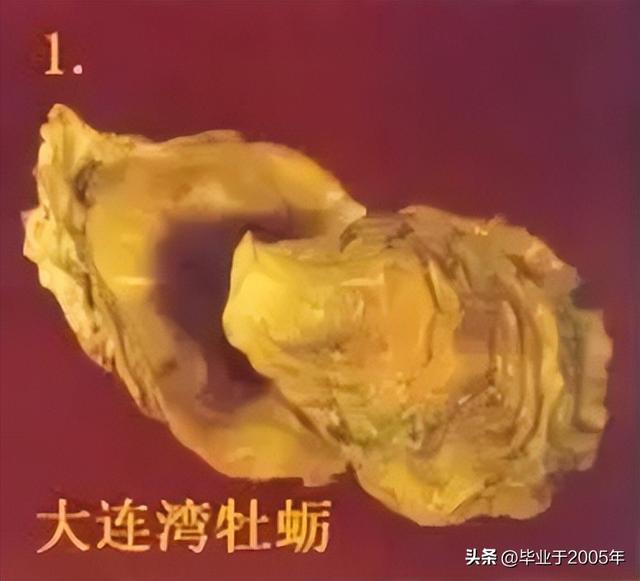生蚝和海蛎子的区别图 明明白白说一说生蚝和海蛎子之间究竟是个什么关系(8)
