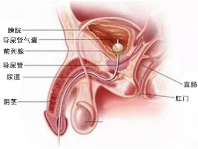 ​括约肌是哪里（男性括约肌是什么部位）