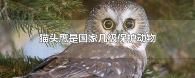 ​猫头鹰是几级保护动物（猫头鹰是几级国家保护动物）