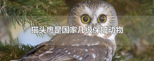 猫头鹰是几级保护动物，猫头鹰是几级国家保护动物 