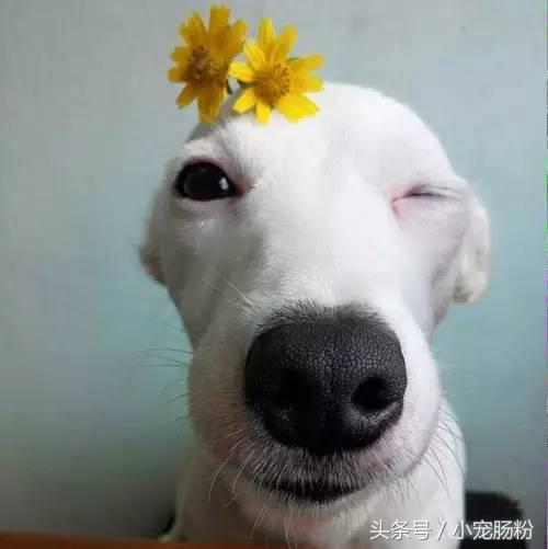 为什么网红狗都是金毛（这些虏获无数人芳心的网红狗狗）(2)