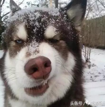 为什么网红狗都是金毛（这些虏获无数人芳心的网红狗狗）(8)