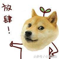 为什么网红狗都是金毛（这些虏获无数人芳心的网红狗狗）(13)