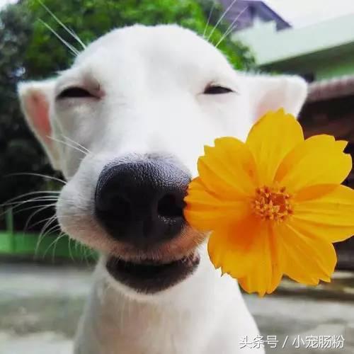 为什么网红狗都是金毛（这些虏获无数人芳心的网红狗狗）(3)