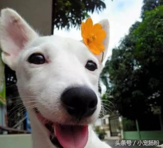 ​为什么网红狗都是金毛（这些虏获无数人芳心的网红狗狗）
