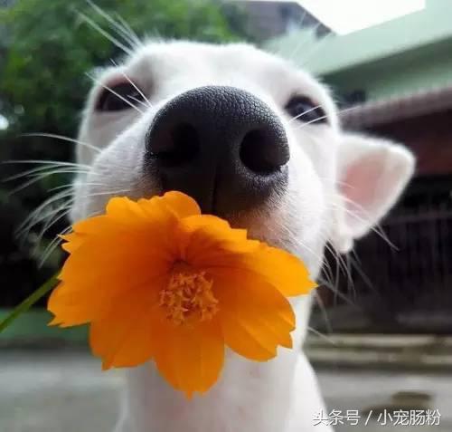 为什么网红狗都是金毛（这些虏获无数人芳心的网红狗狗）(4)