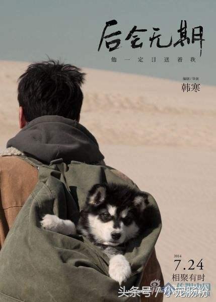 为什么网红狗都是金毛（这些虏获无数人芳心的网红狗狗）(20)