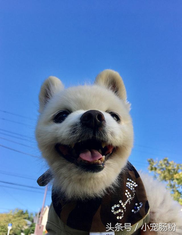 为什么网红狗都是金毛（这些虏获无数人芳心的网红狗狗）(10)