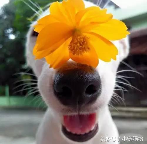 为什么网红狗都是金毛（这些虏获无数人芳心的网红狗狗）(5)