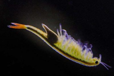 ​仙女虾多少钱一只?仙女虾是虾子吗(不怕开水煮不死)