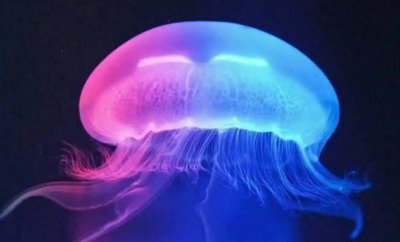 ​海洋中美丽的一种生物 水母绚丽多姿(最古老的生物)