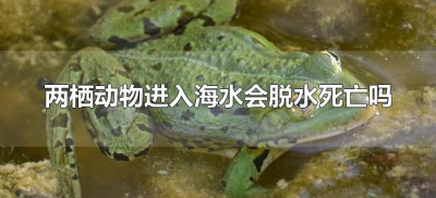 ​两栖动物进入海水会脱水死亡吗（两栖动物能在海洋生存吗）