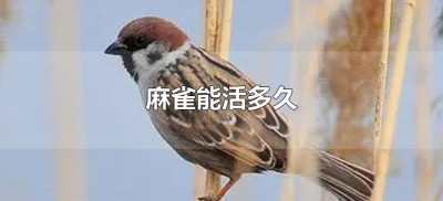 ​麻雀能活多久（麻雀能活多长时间?）