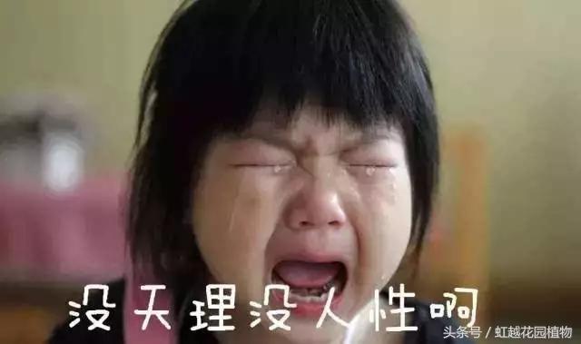 罗尔德达尔个人资料（罗尔德达尔我的人生比007更彪悍）(2)