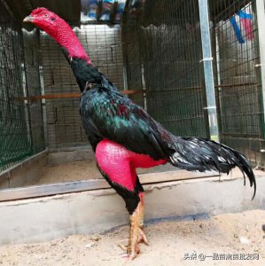 ​养小斗鸡技术（把斗鸡当土鸡来养）