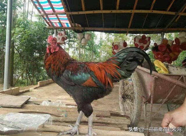 养小斗鸡技术（把斗鸡当土鸡来养）(2)