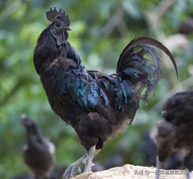 养小斗鸡技术（把斗鸡当土鸡来养）(6)