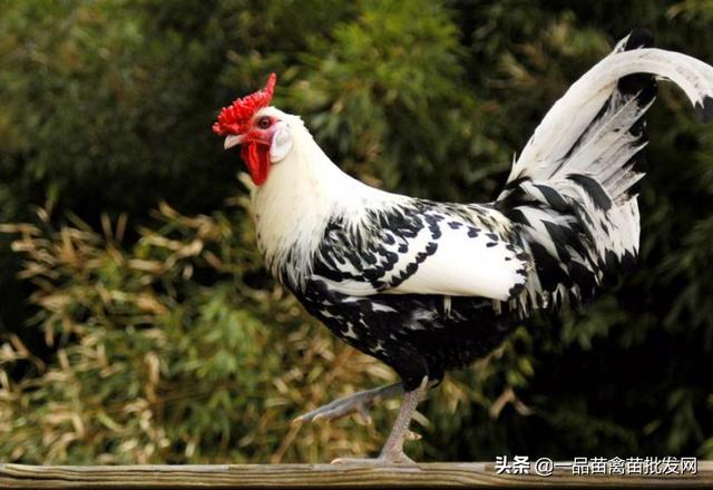 养小斗鸡技术（把斗鸡当土鸡来养）(4)
