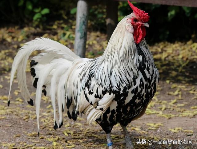 养小斗鸡技术（把斗鸡当土鸡来养）(5)