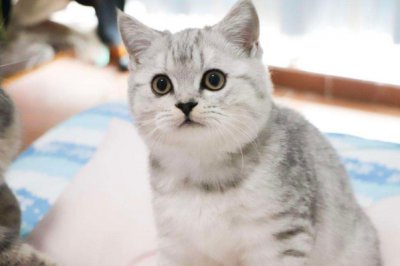 ​银渐层猫多少钱一只美短还是英短：1000到15000(品种是英短)