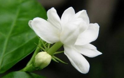 ​花盆里有虫蚁怎么办？