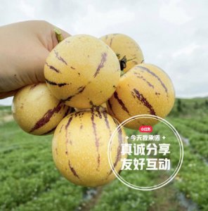 ​人参果简介（人参果是什么）