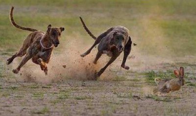 ​格力犬多少钱能买到？格力犬如何喂养？