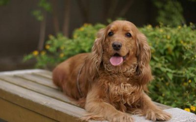 ​可卡犬多少钱一条？可卡犬怎么训练？