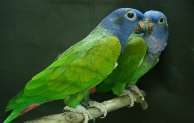 ​鳞头鹦鹉是怎样的？鳞头鹦鹉的产地