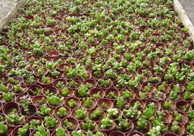 ​筒叶花月的风水学应用-筒叶花月的养殖方法