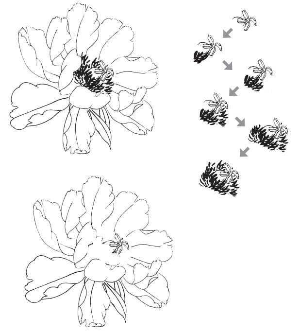 工笔画牡丹入门（零基础工笔画教程）(11)