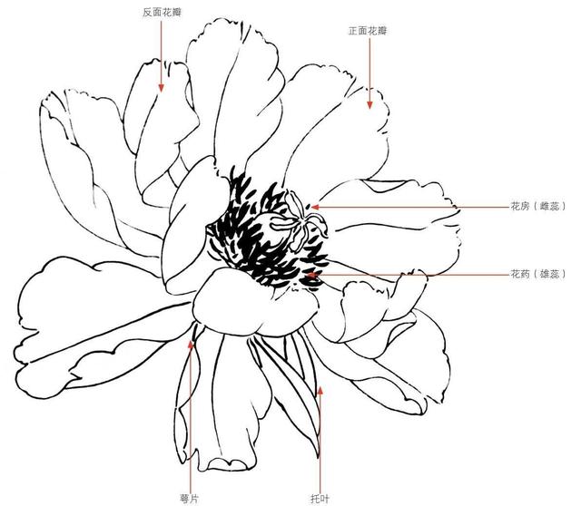 工笔画牡丹入门（零基础工笔画教程）(2)