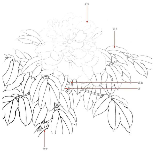 工笔画牡丹入门（零基础工笔画教程）(1)
