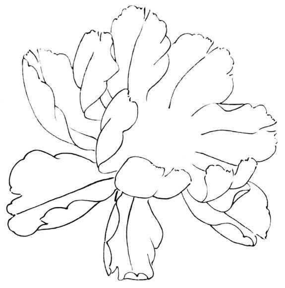 工笔画牡丹入门（零基础工笔画教程）(12)