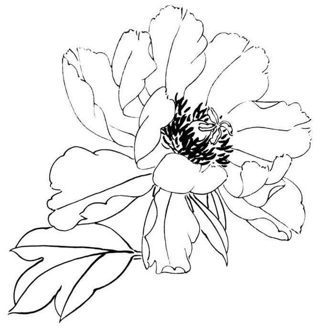 工笔画牡丹入门（零基础工笔画教程）(13)
