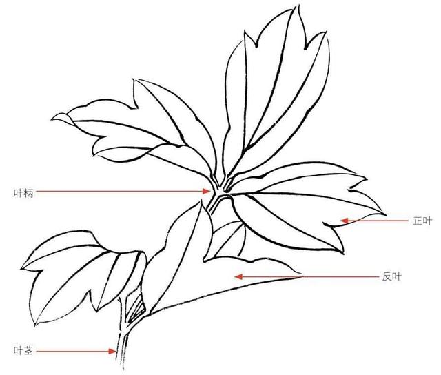工笔画牡丹入门（零基础工笔画教程）(3)