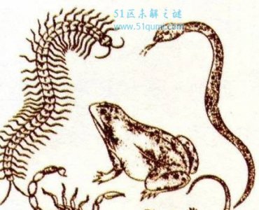 ​五毒是哪五种毒物?蜘蛛为什么没有是五毒之一?