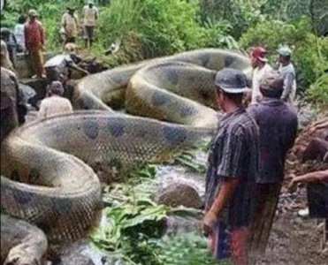 ​地球上最大的蛇类森蚺（世界第一大蛇森蚺的真实面目）