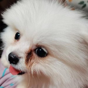 ​狗去泪痕小妙招（怎么给狗去泪痕）